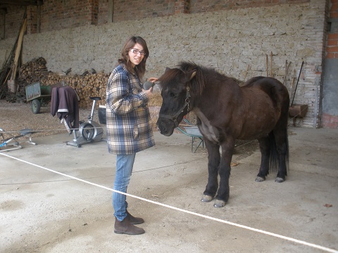 Icelandic horses 3