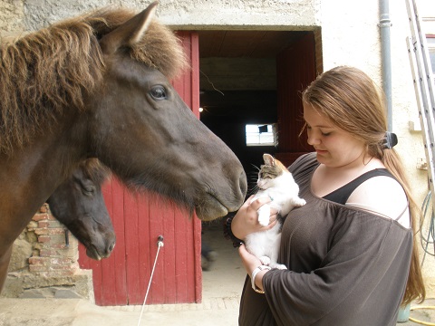 Icelandic horses and kitten