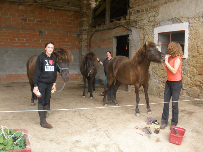 Icelandic horses 1