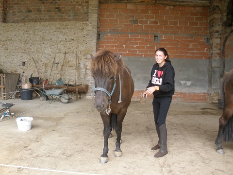 Icelandic horses 4