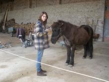 Icelandic horses 3