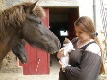 Icelandic horses and kitten