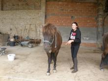 Icelandic horses 4